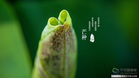 今日芒种|青梅煮酒,麦收梅熟,这些芒种知识要知道