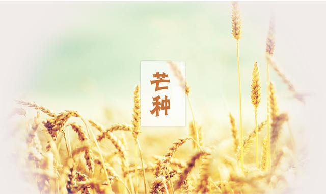 今日芒种|青梅煮酒,麦收梅熟,这些芒种知识要知道