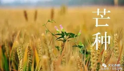 芒种时节,这些养生知识你一定要知道!