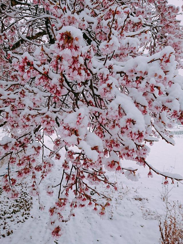 三月雪突袭日本东京，上野的樱花烂漫的时节，惊现罕见樱花雪美景