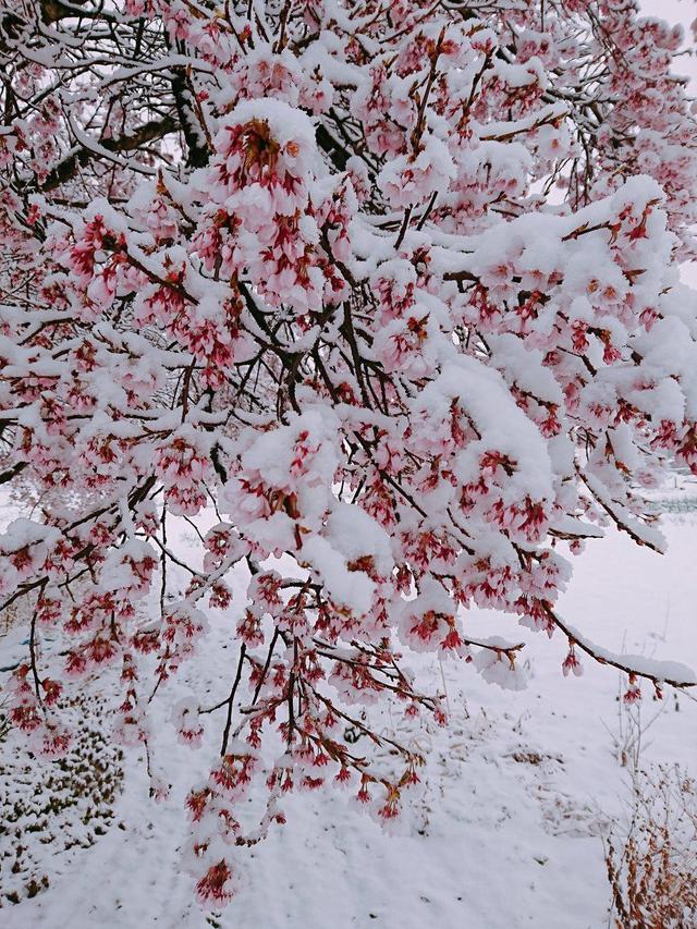 三月雪突袭日本东京,上野的樱花烂漫的时节,惊现罕见樱花雪美景