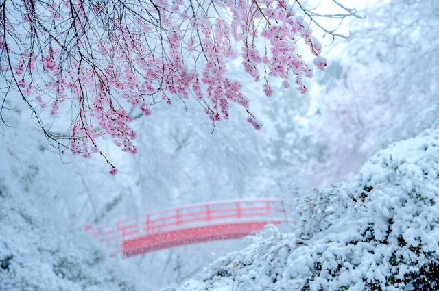 三月雪突袭日本东京,上野的樱花烂漫的时节,惊现罕见樱花雪美景