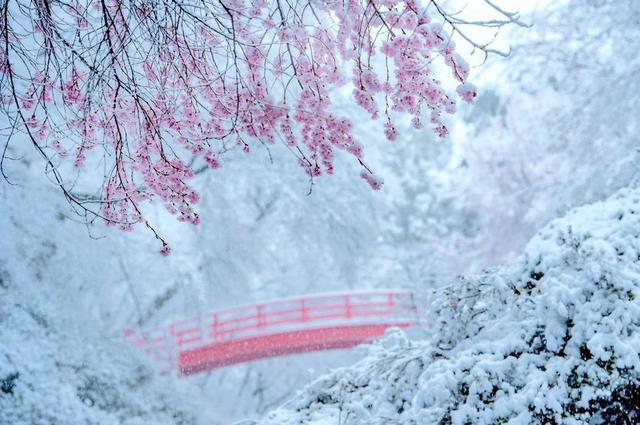 三月雪突袭日本东京，上野的樱花烂漫的时节，惊现罕见樱花雪美景