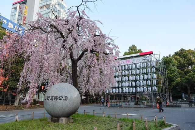三月雪突袭日本东京，上野的樱花烂漫的时节，惊现罕见樱花雪美景
