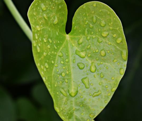 雨水是什么季节 雨水属于哪个季节的节气