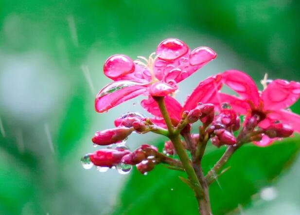 雨水的含义是什么意思 24节气雨水是什么意思