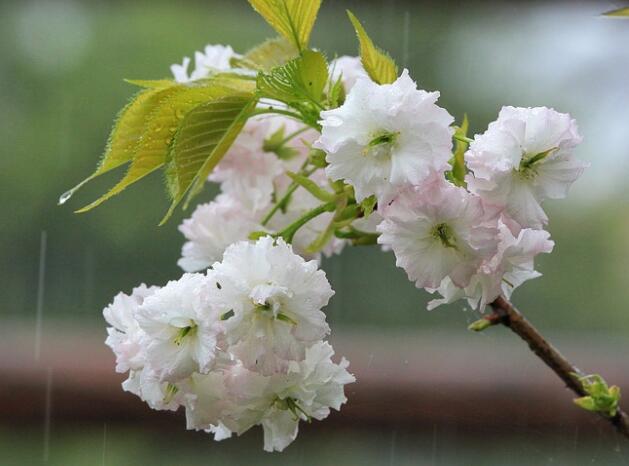 雨水节气谚语及含义 雨水节气气候和农事谚语汇总