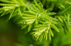 雨水节气的由来 雨水的来