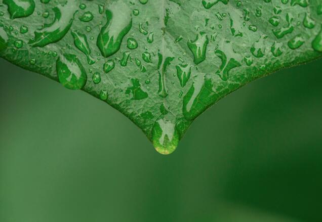 雨水节气的由来 雨水的来历和意义