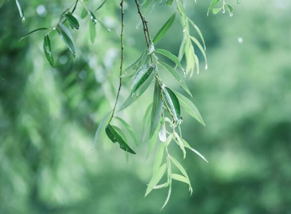 雨水节气的诗词歌赋鉴赏 精选六首关于雨水节气古诗赏析