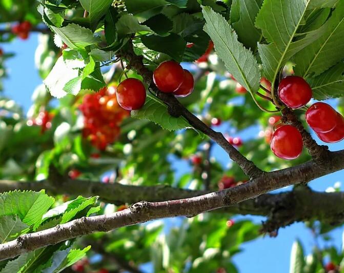 冬天可以种樱桃吗 冬季种植樱桃的方法与技巧