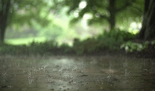 学会这3招,月季轻松度过梅雨季,秋季再爆一波花