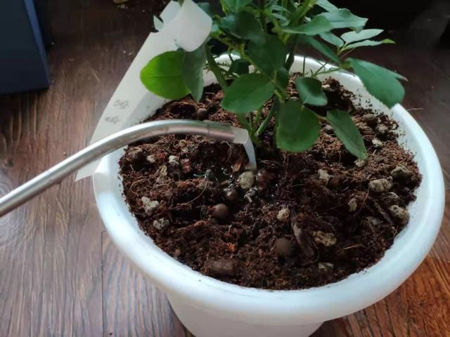 学会这3招,月季轻松度过梅雨季,秋季再爆一波花