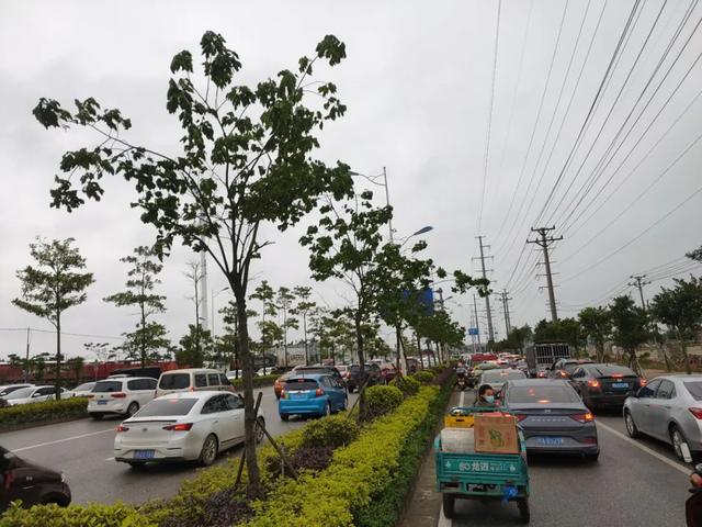 清明一大早！金海湾大道钦州西方向大塞车，还有这些路段交通管制