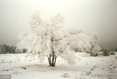 大雪不冻倒春寒（桂）。