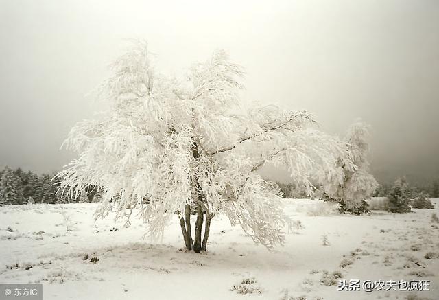 什么是“倒春寒”？2019年有倒春寒吗？大雪节气的农谚提前预测