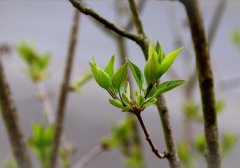 立春节气的温度是多少 立