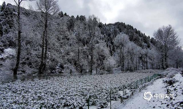 青海班玛红军沟雪后现雪淞美景