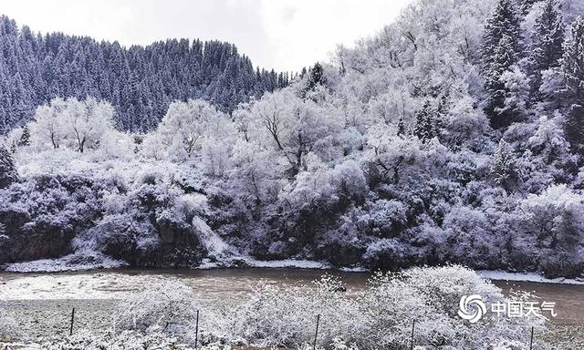 青海班玛红军沟雪后现雪淞美景