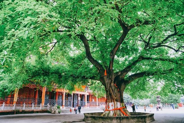 “天府之国”成都都藏着哪些饕餮大餐?给你一份蓉城私藏美食清单