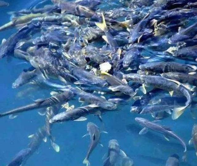 世界上鱼最多的湖泊,数量可达8亿斤,为何无人敢捕捞?