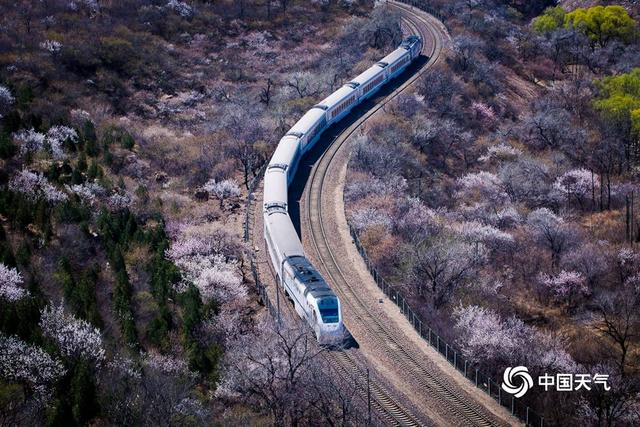 北京居庸关桃杏绽放 列车穿越花海开往春天