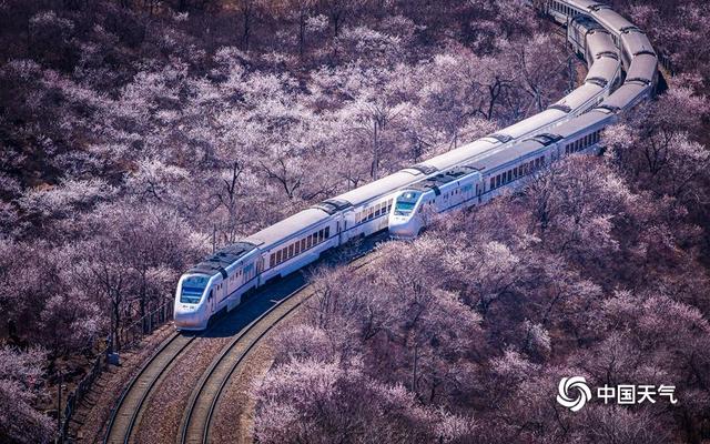 北京居庸关桃杏绽放 列车穿越花海开往春天