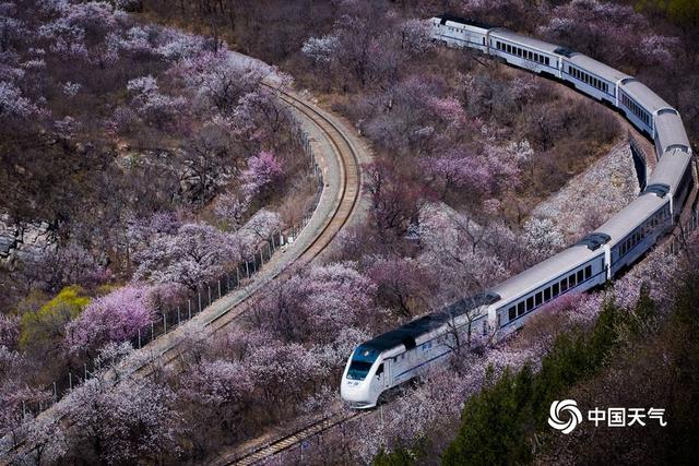 北京居庸关桃杏绽放 列车穿越花海开往春天