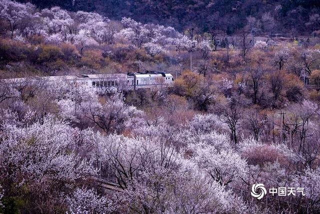 北京居庸关桃杏绽放 列车穿越花海开往春天