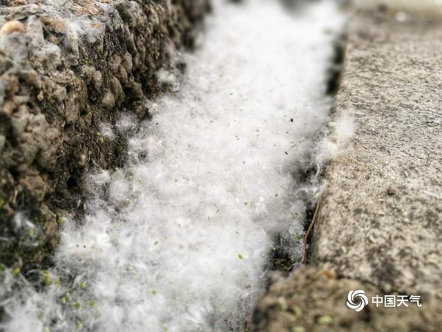 西安春色四溢 灞柳飞雪四月天