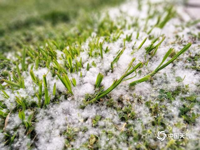 西安春色四溢 灞柳飞雪四月天