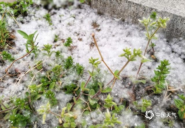 西安春色四溢 灞柳飞雪四月天