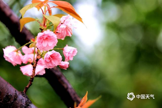 湖南武冈：漫步雨中赏樱花 娇媚百态惹人爱