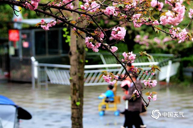 湖南武冈：漫步雨中赏樱花 娇媚百态惹人爱