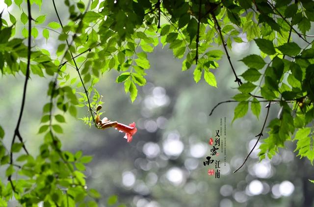 每天了解一种自然现象-梅雨