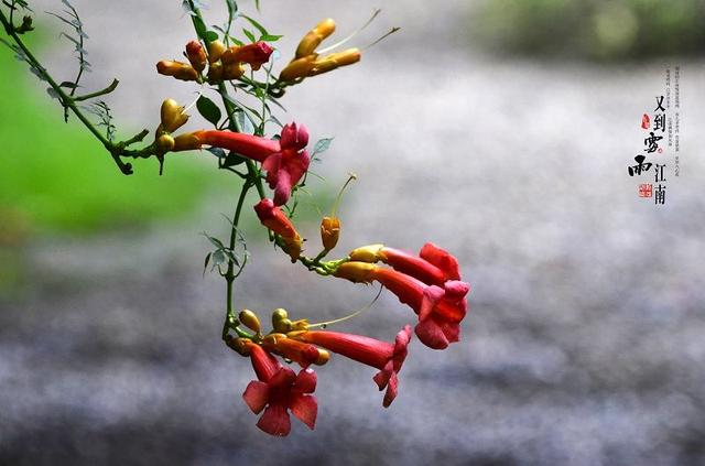 每天了解一种自然现象-梅雨