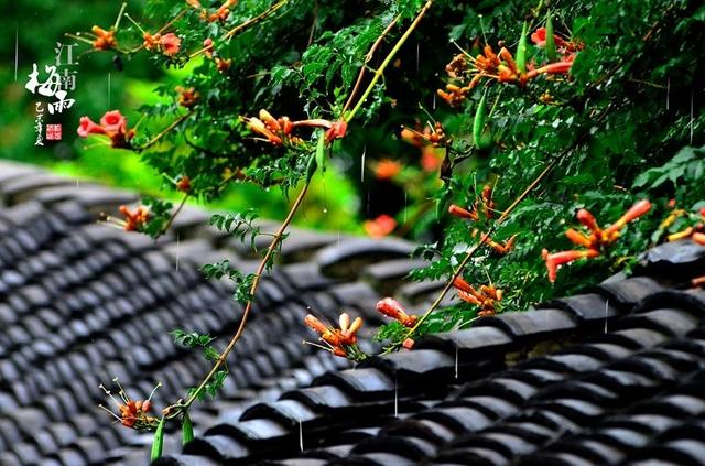 每天了解一种自然现象-梅雨