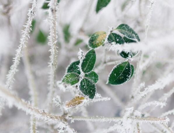 大雪节气问候语简短 24节气大雪时节暖心问候祝福