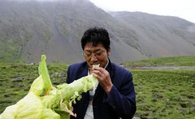 “西藏大白菜”成一景，却没人敢采摘，游客：摘了有大麻烦