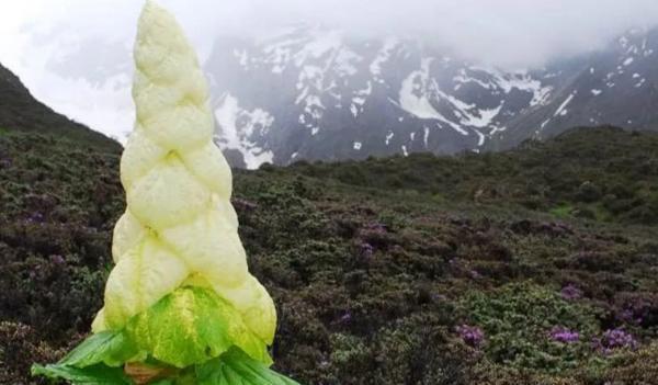 “西藏大白菜”成一景，却没人敢采摘，游客：摘了有大麻烦
