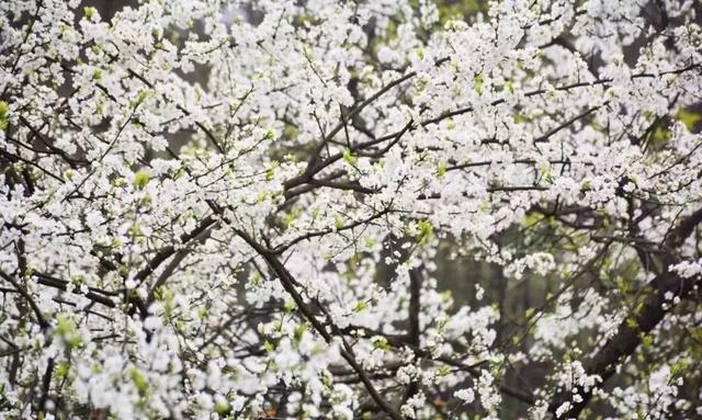 大邑：三千亩李花盛开 周末徒步来大坪村