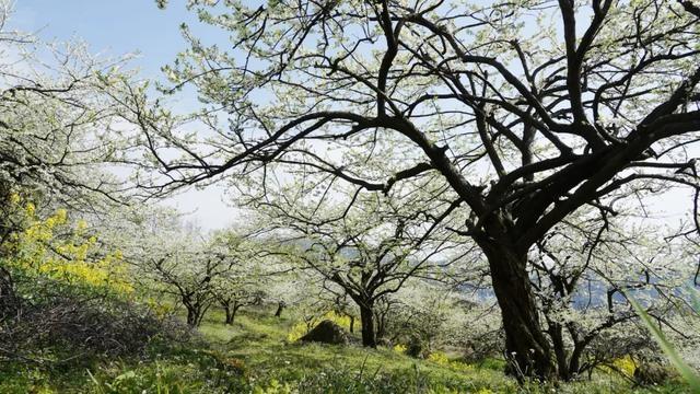 大邑：三千亩李花盛开 周末徒步来大坪村