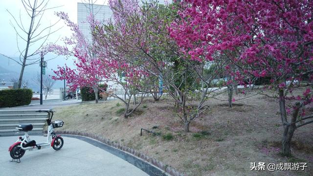 雅安市汉源县 经过汉源人民公园 我已被满园开满的鲜花吸引了