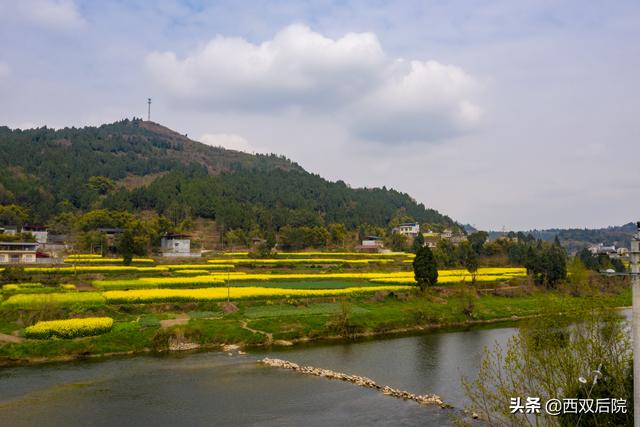 德阳罗江区凯江河沿岸的油菜花