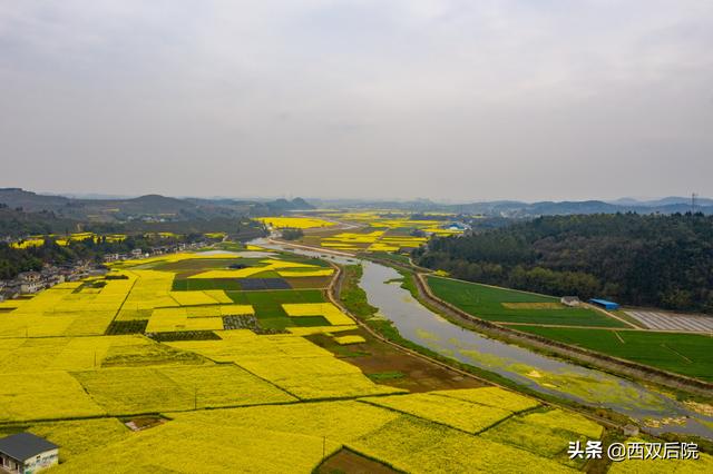 德阳罗江区凯江河沿岸的油菜花