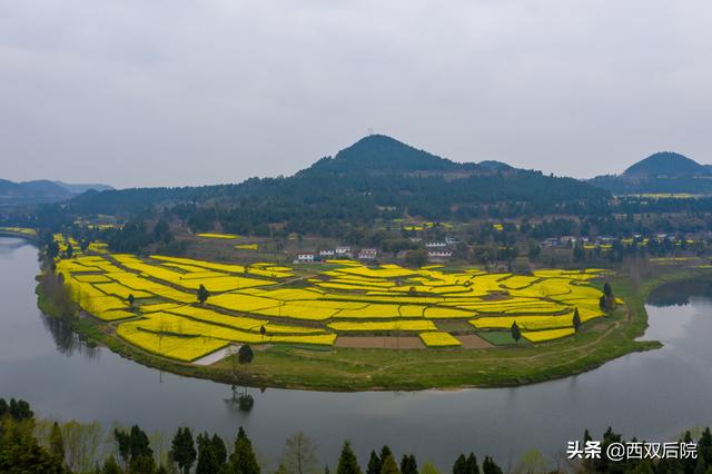 德阳罗江区凯江河沿岸的油菜花