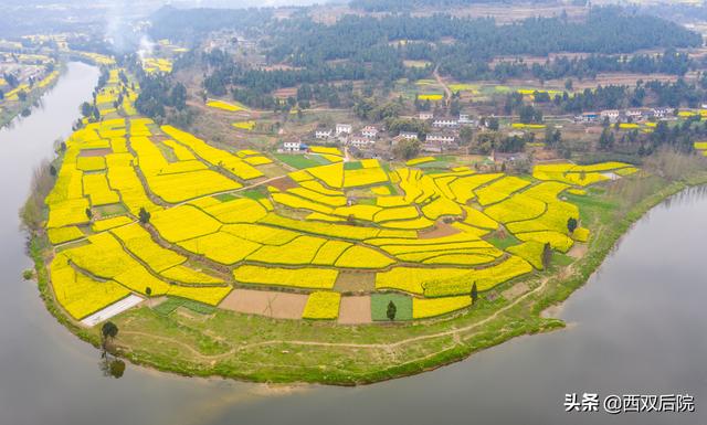 德阳罗江区凯江河沿岸的油菜花