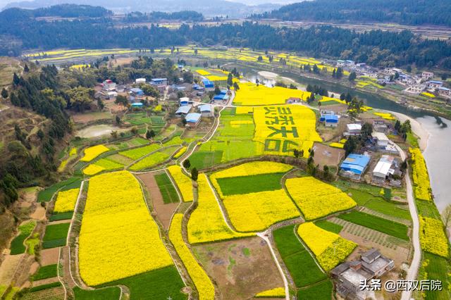 德阳罗江区凯江河沿岸的油菜花