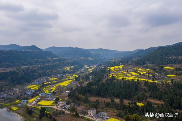 德阳罗江区凯江河沿岸的油菜花