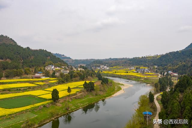 德阳罗江区凯江河沿岸的油菜花